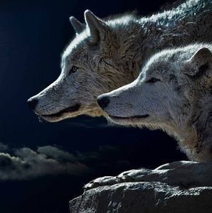 Meet your Posher, Phyllis